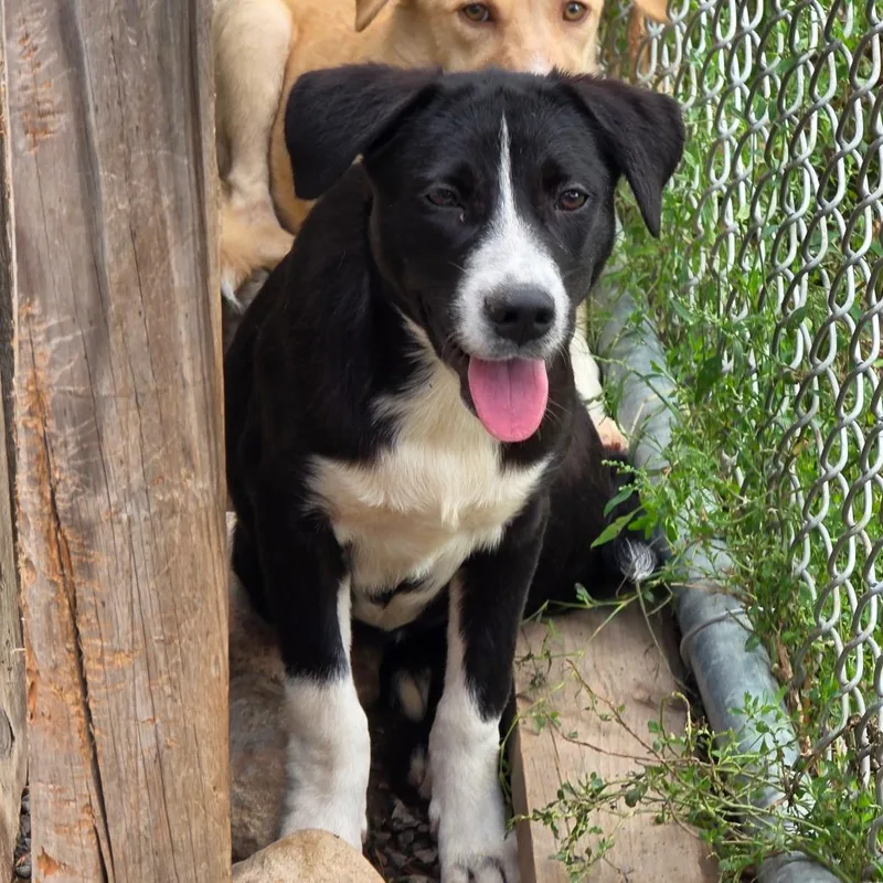 A baby small-sized female Mixed Breed dog named Jemma for adoption in Glenfield, NY