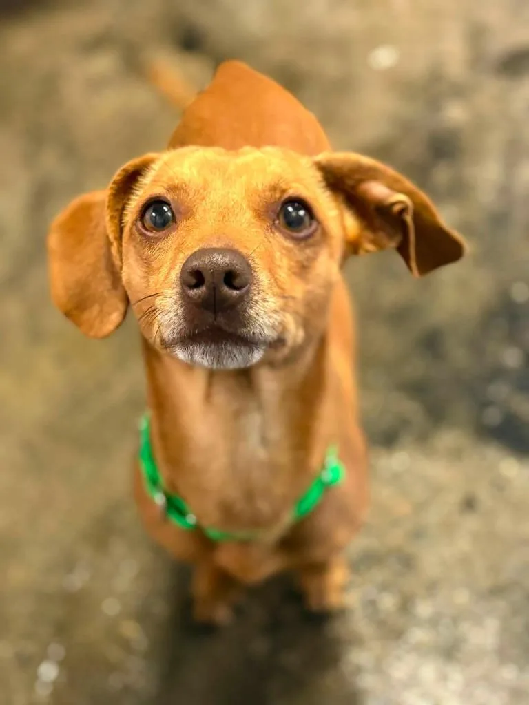 An adult small-sized male Chihuahua dog named Brock for adoption in Warren, MI