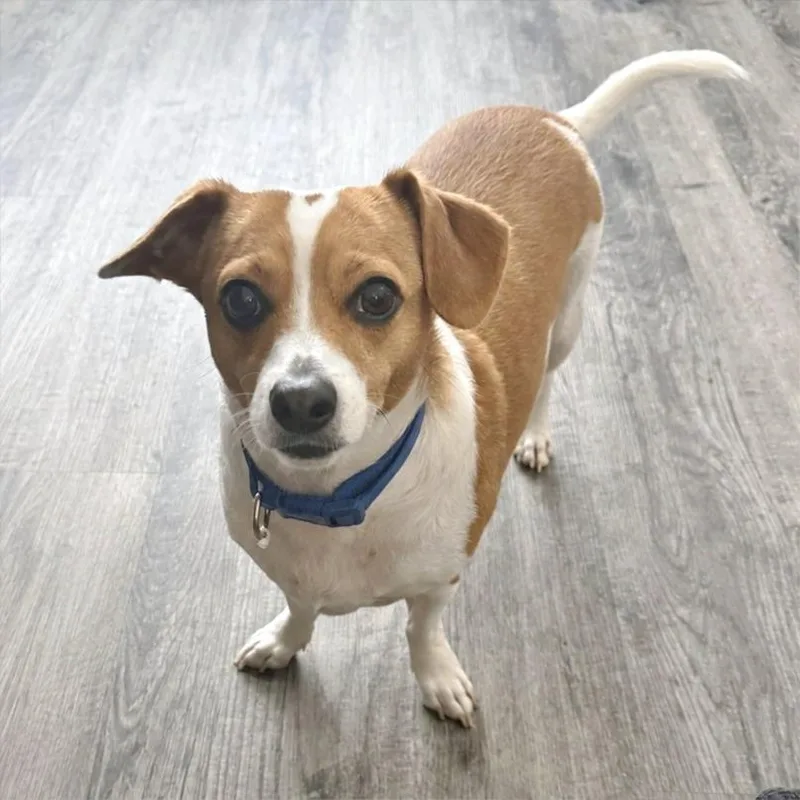Pete
