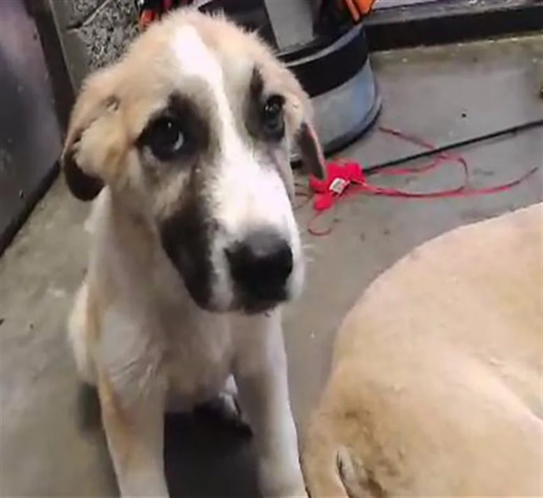 A baby small-sized male Anatolian Shepherd dog named Hector for adoption in Tulsa, OK