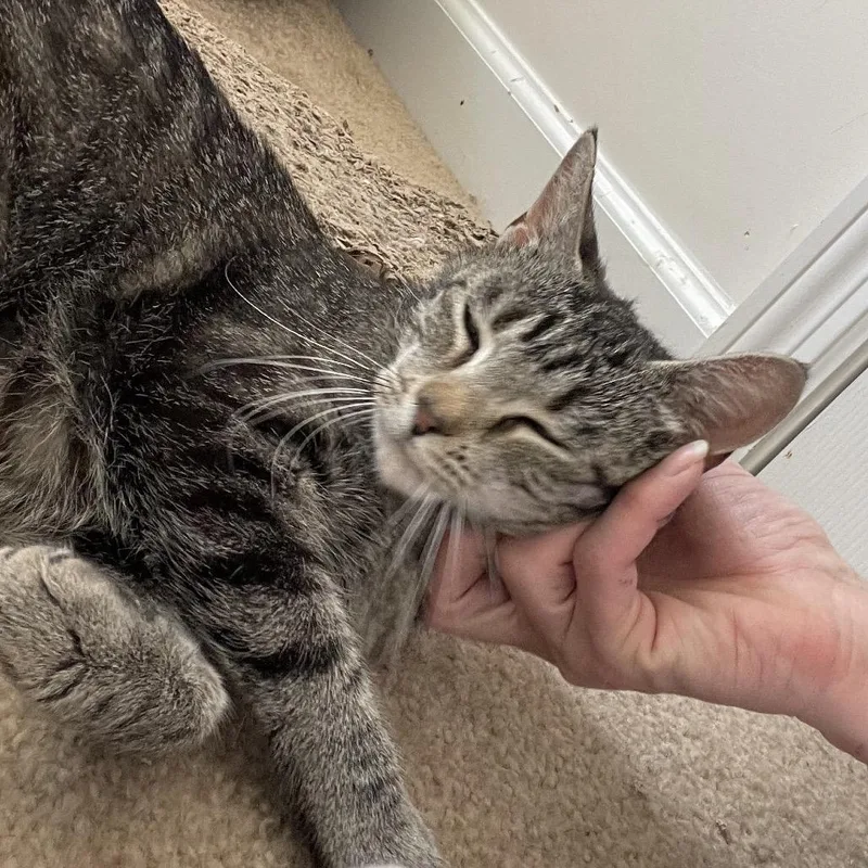 An adult small-sized female Brown / Chocolate Domestic Short Hair cat named Sunshine for adoption in Springboro, OH