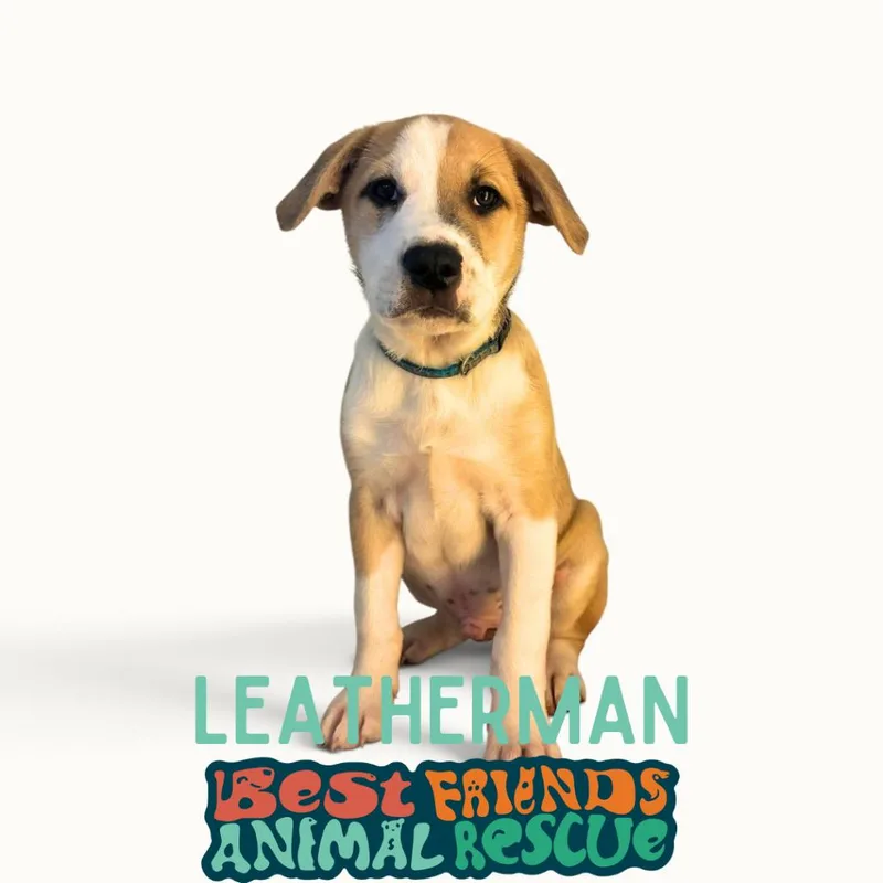 A baby medium-sized male Border Collie dog named Leatherman for adoption in Wasilla, AK