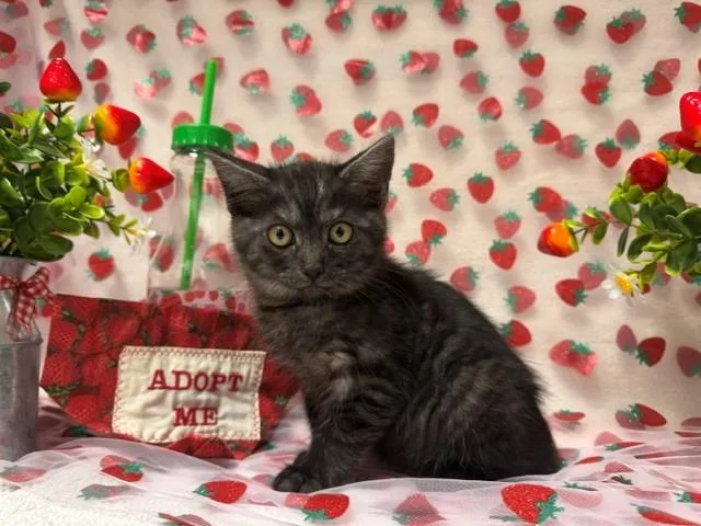 A baby small-sized female Domestic Short Hair cat named Coco for adoption in Fairfield, CA