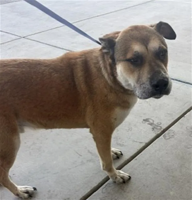 An adult large-sized male Mixed Breed dog named Jack for adoption in Bakersfield, CA