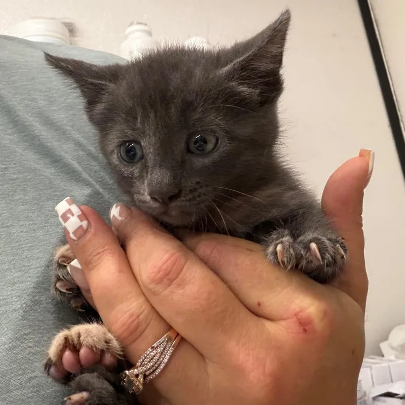 A baby small-sized female Gray / Blue / Silver Domestic Short Hair cat named Pippa for adoption in Lake Jackson, TX