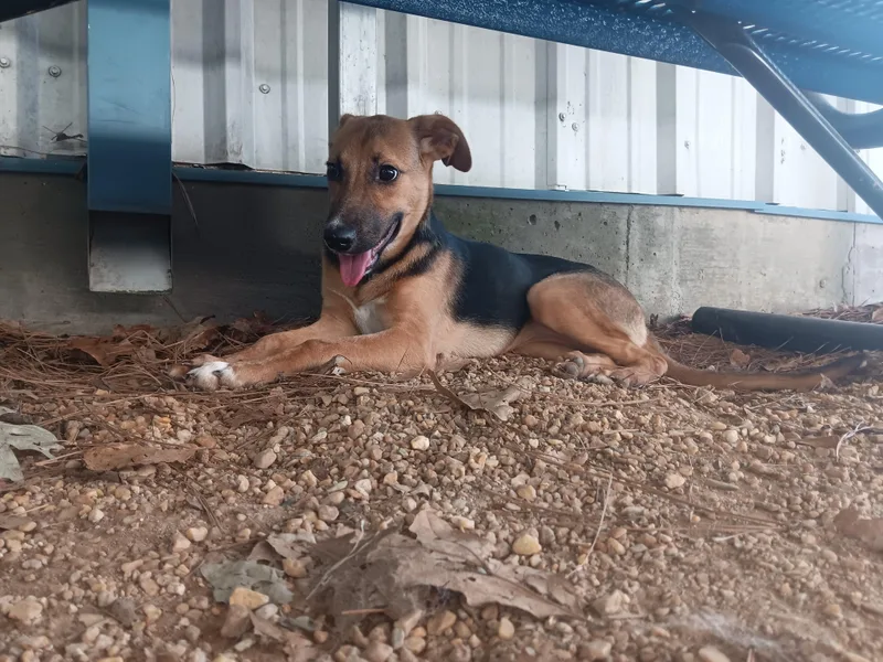 A young medium-sized female German Shepherd Dog dog named Emily for adoption in North Little Rock, AR
