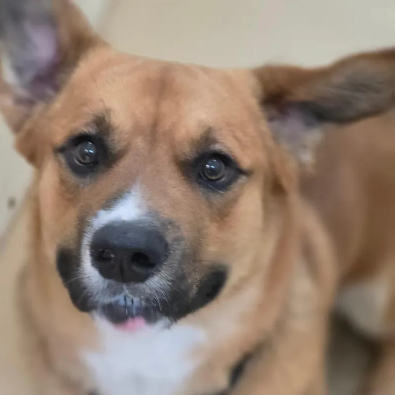 A young medium-sized male Brown / Chocolate Corgi dog named Melo Costa Mesa for adoption in Chino Hills, CA