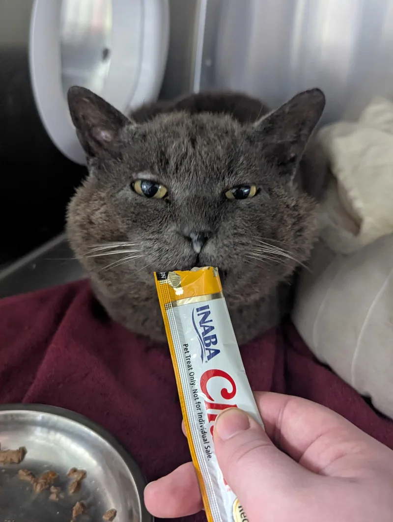 An adult medium-sized male Gray / Blue / Silver Domestic Short Hair cat named Benny for adoption in Waltham, MA