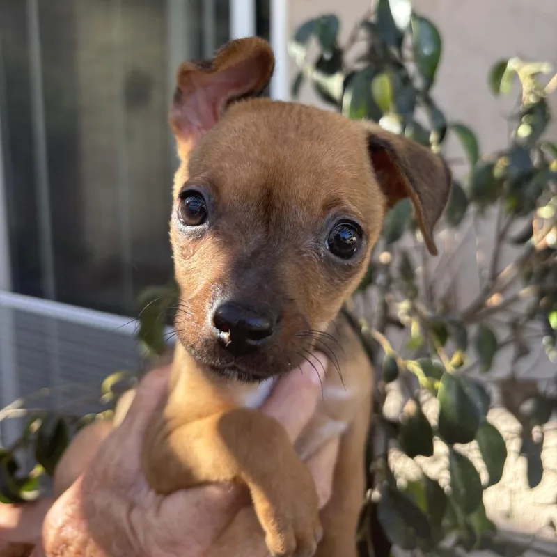 A baby small-sized female Yellow / Tan / Blond / Fawn Chihuahua dog named Whistle for adoption in Oceanside, CA