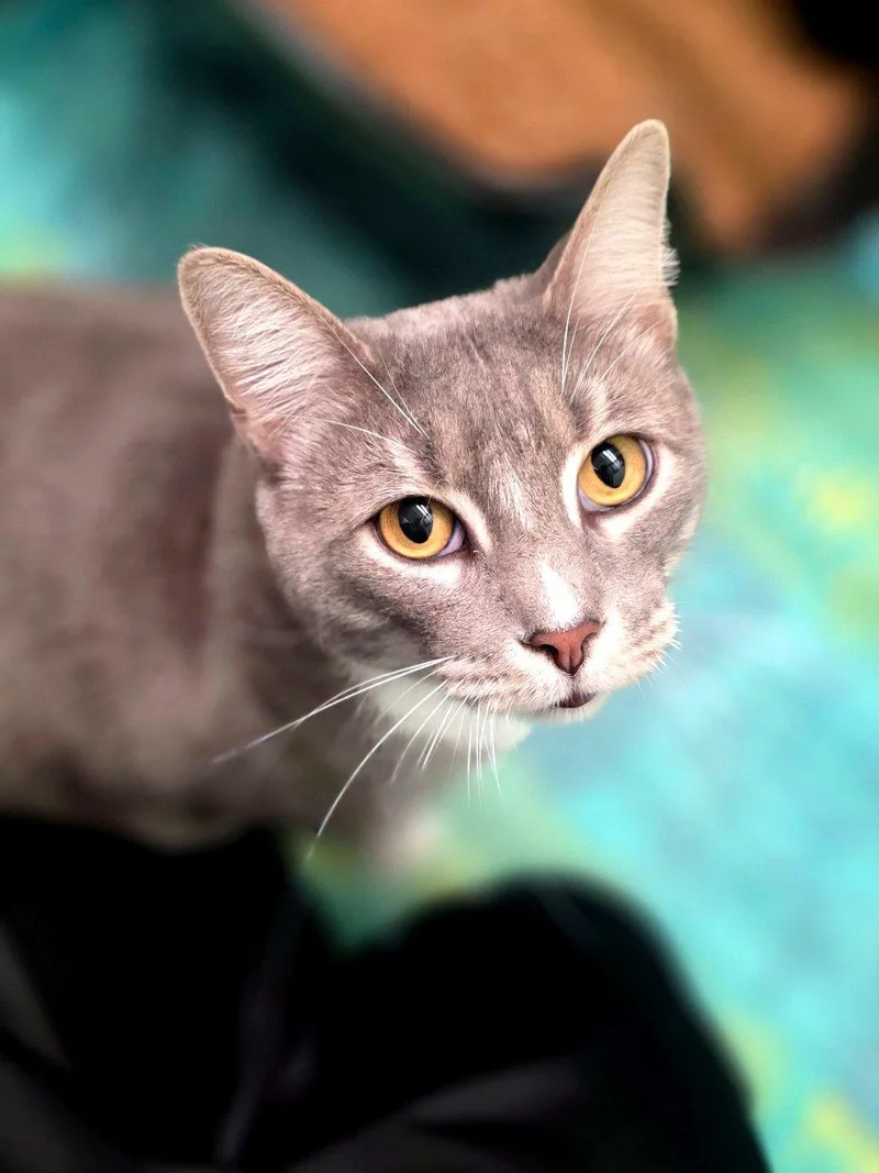 An adult extra large-sized male Tabby (Gray / Blue / Silver) Domestic Short Hair cat named Hamlet for adoption in Raleigh, NC