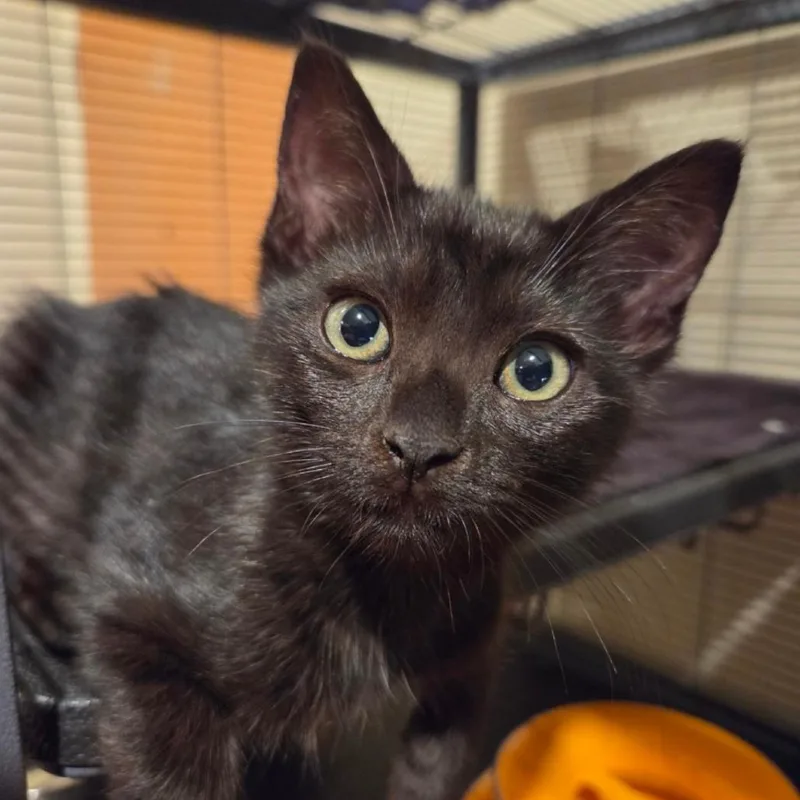 A baby small-sized female Black Domestic Short Hair cat named Gelato for adoption in Westminster, CA