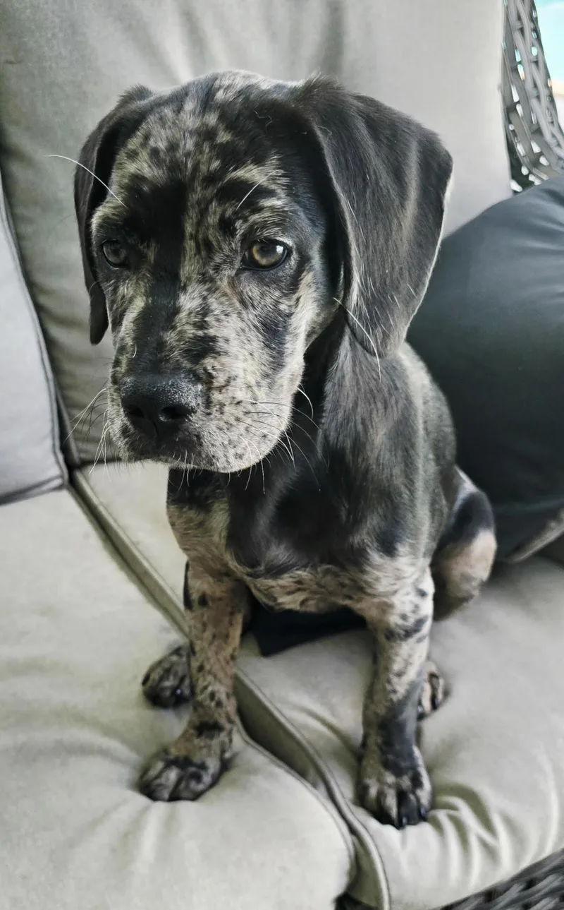 A baby medium-sized female Goldendoodle dog named Marble for adoption in Lauderhill, FL