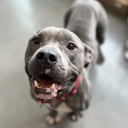 A senior large-sized male Mixed Breed dog named Blue for adoption in Janesville, WI