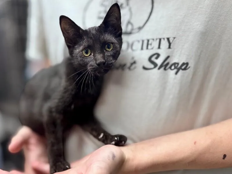 A young medium-sized male Domestic Short Hair cat named Simon for adoption in Wooster, OH