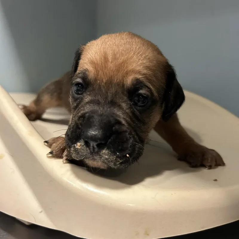 A baby small-sized male Brown / Chocolate Mixed Breed dog named Dogwood for adoption in Chattanooga, TN