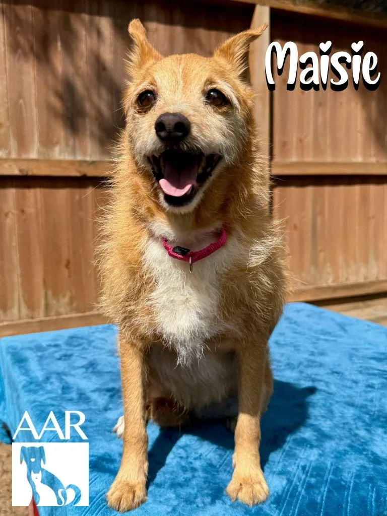 An adult small-sized female Norfolk Terrier dog named Maisie for adoption in Magnolia, TX