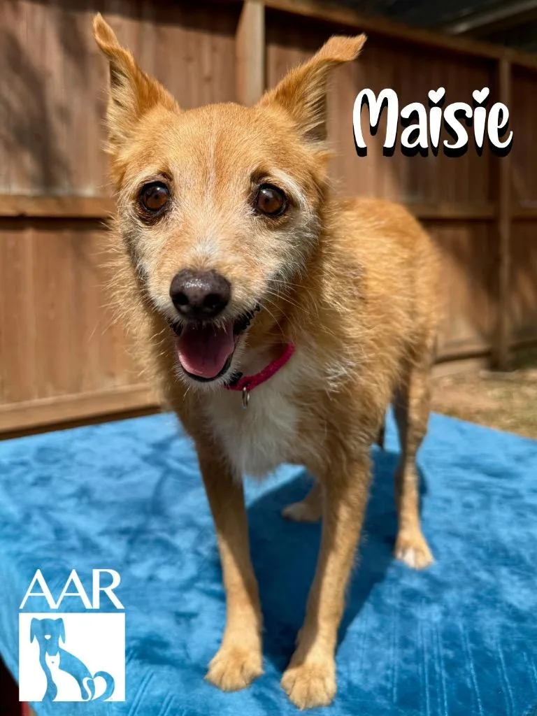 Maisie thumbnail 2