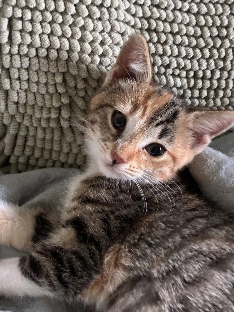 A baby medium-sized female Domestic Short Hair cat named Hazel for adoption in Candler, NC