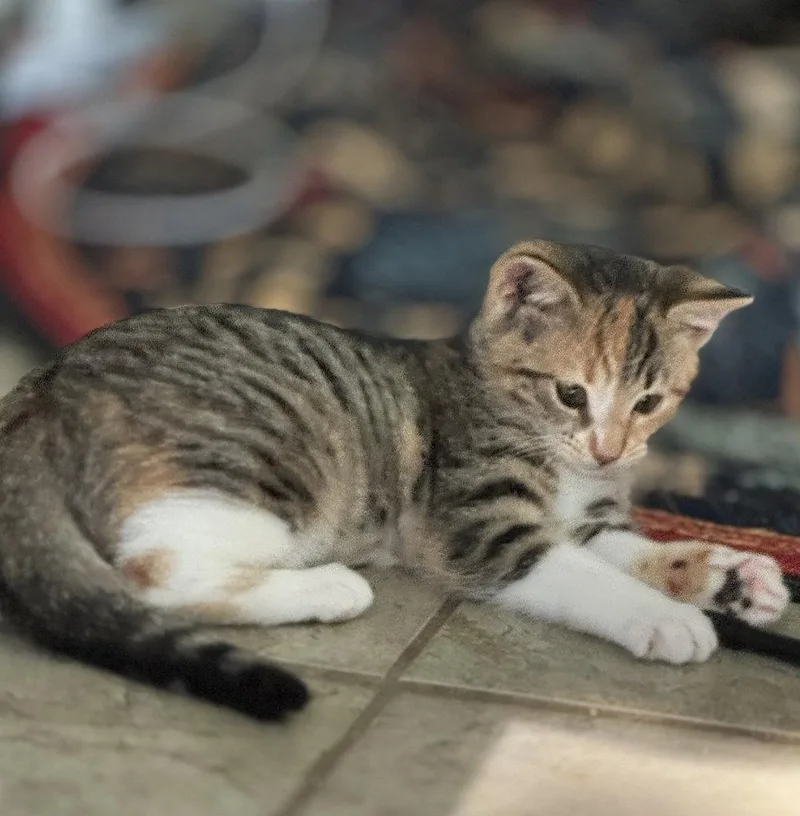 Hazel thumbnail 3