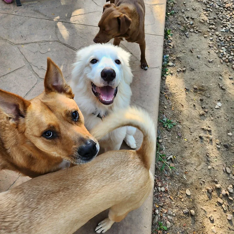 A baby large-sized male White / Cream Great Pyrenees dog named Marley for adoption in Mead, CO