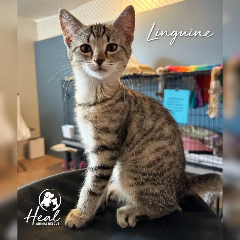 A baby small-sized female Brown / Chocolate Domestic Short Hair cat named Linguine for adoption in Youngwood, PA