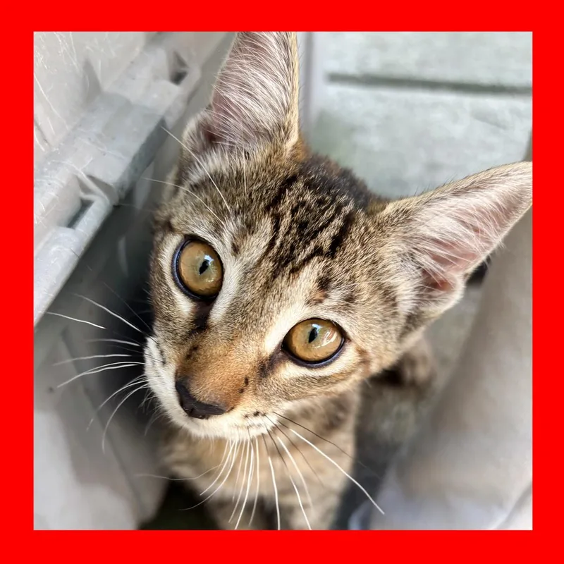 A young medium-sized female Tabby (Brown / Chocolate) Tabby cat named Tobi for adoption in Durham, NC