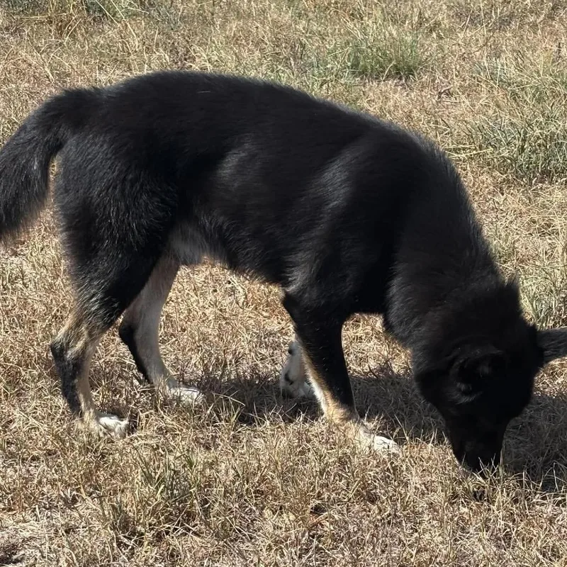 An adult medium-sized male Shepherd dog named Pachino for adoption in Hackett, AR