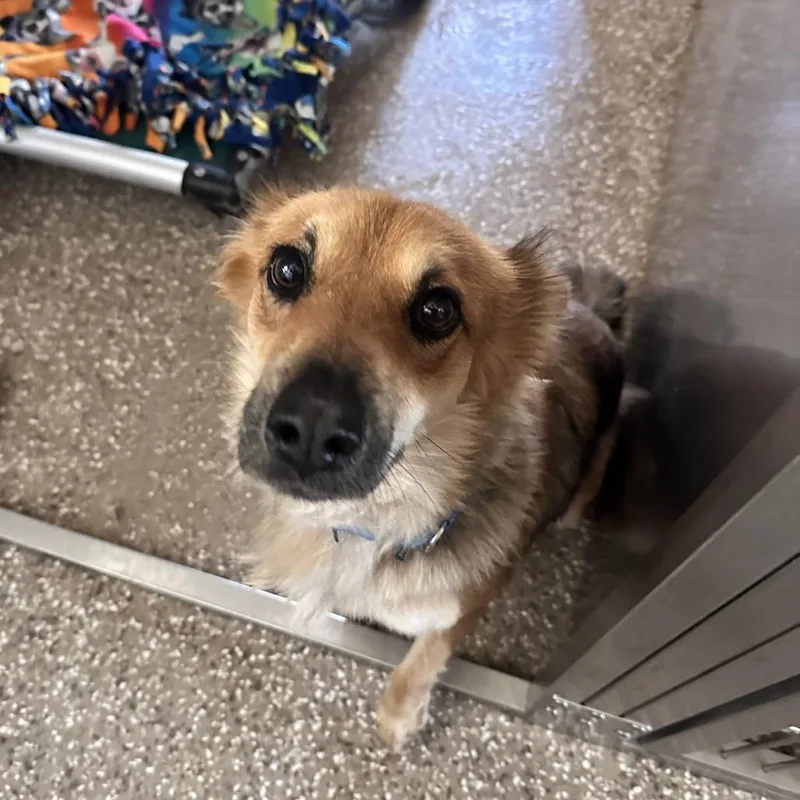 An adult medium-sized male Yellow / Tan / Blond / Fawn Australian Shepherd dog named Cheeto for adoption in Kanab, UT
