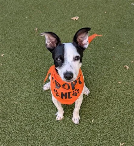 A young small-sized male Chihuahua dog named Peluches for adoption in San Martin, CA
