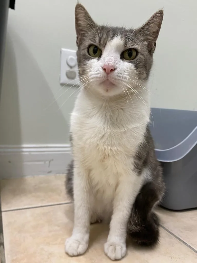 An adult medium-sized female Domestic Short Hair cat named Rhaenyra for adoption in Fall River, MA