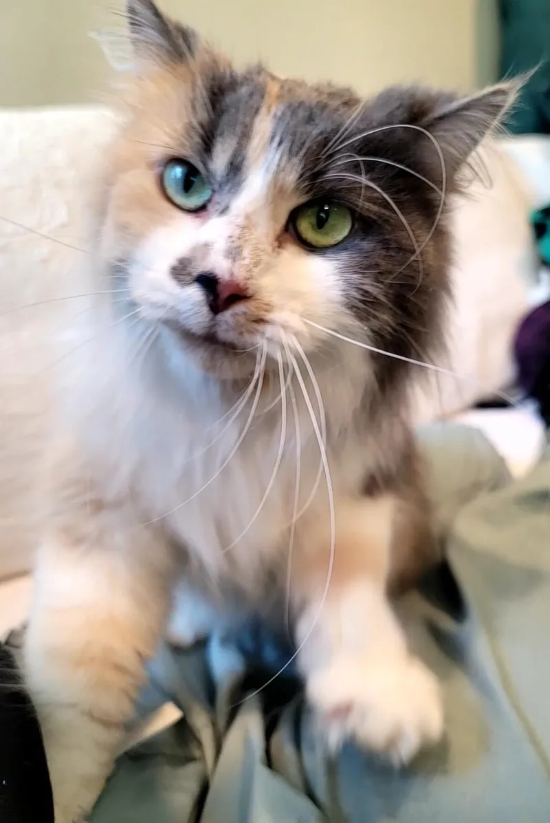 Piper thumbnail 3