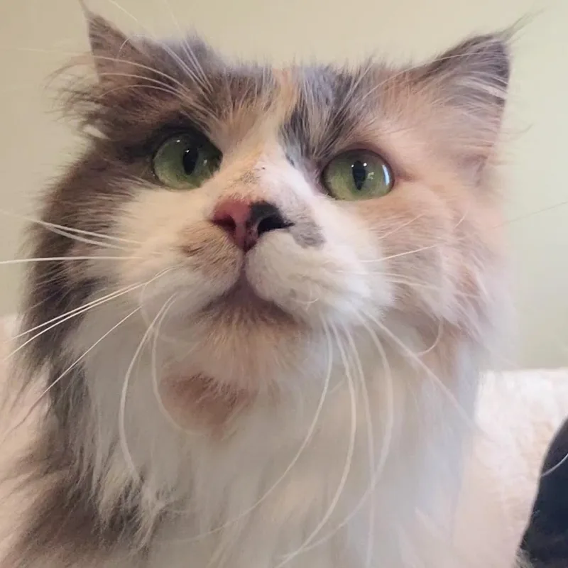 Piper thumbnail 4