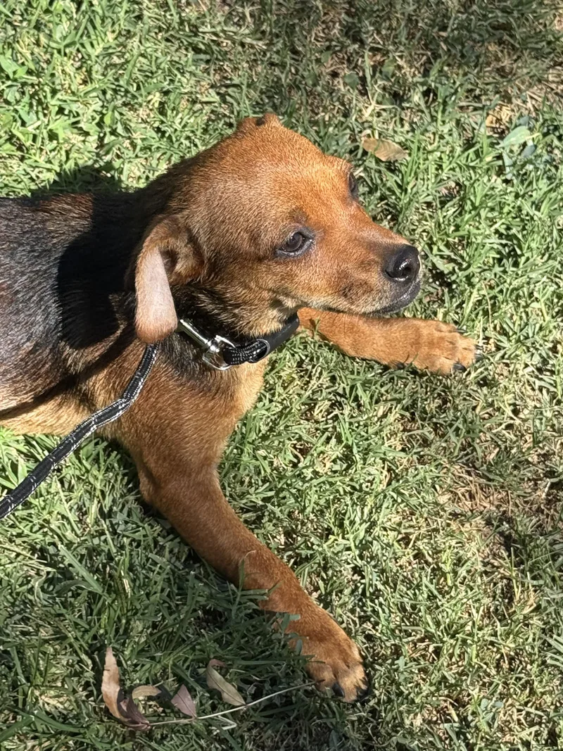 Simon