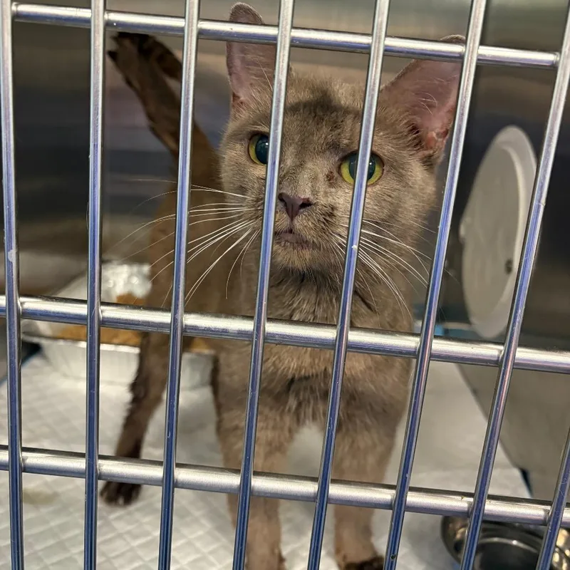 An adult medium-sized female Brown / Chocolate Domestic Short Hair cat named Rascal for adoption in Greensboro, NC
