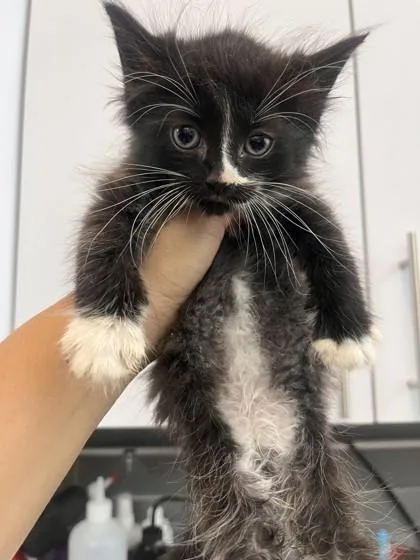 A baby small-sized male Domestic Short Hair cat named Sandy for adoption in West Chester, PA