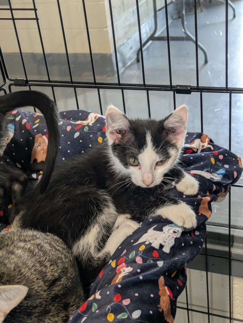 A young small-sized male Black Domestic Short Hair cat named Xingqiu for adoption in Bedford, VA