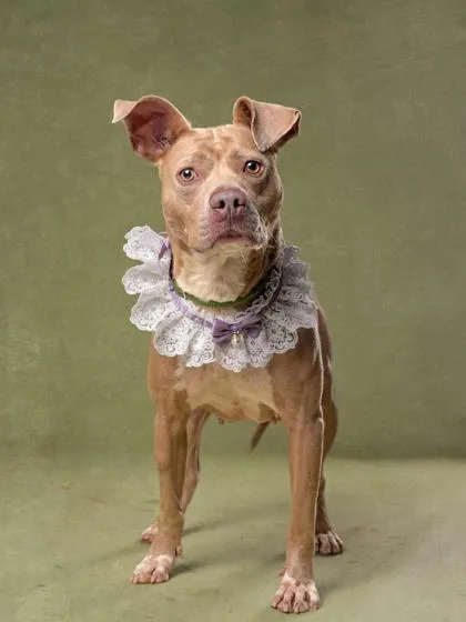 An adult medium-sized female Mixed Breed dog named Persephone for adoption in Atlanta, GA