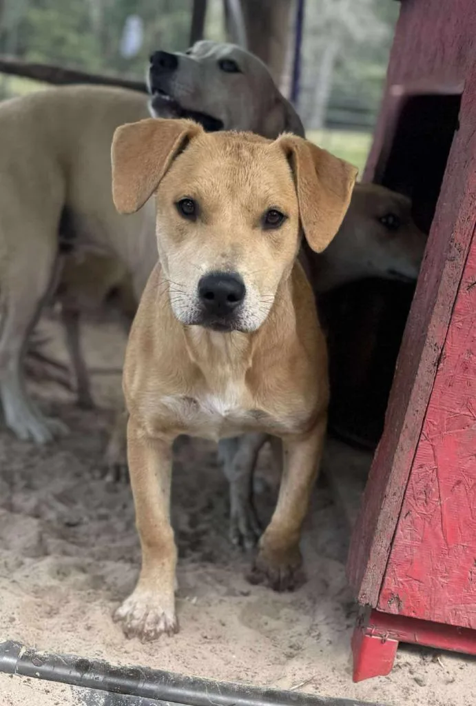 Savannah thumbnail 2