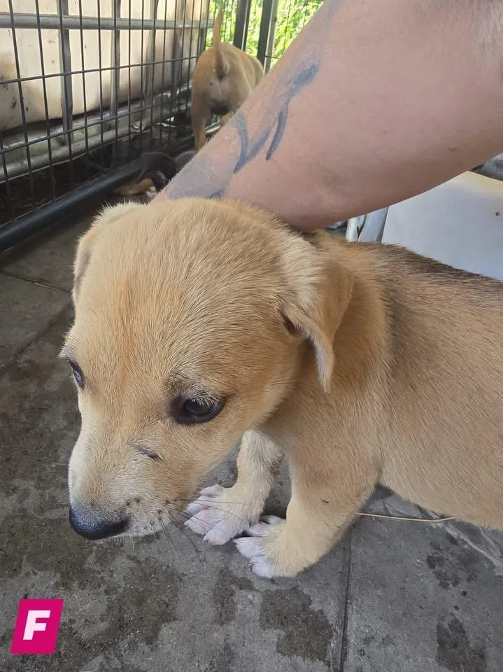 Savannah thumbnail 3