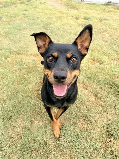 A young small-sized female German Pinscher dog named Butterscotch for adoption in Killeen, TX