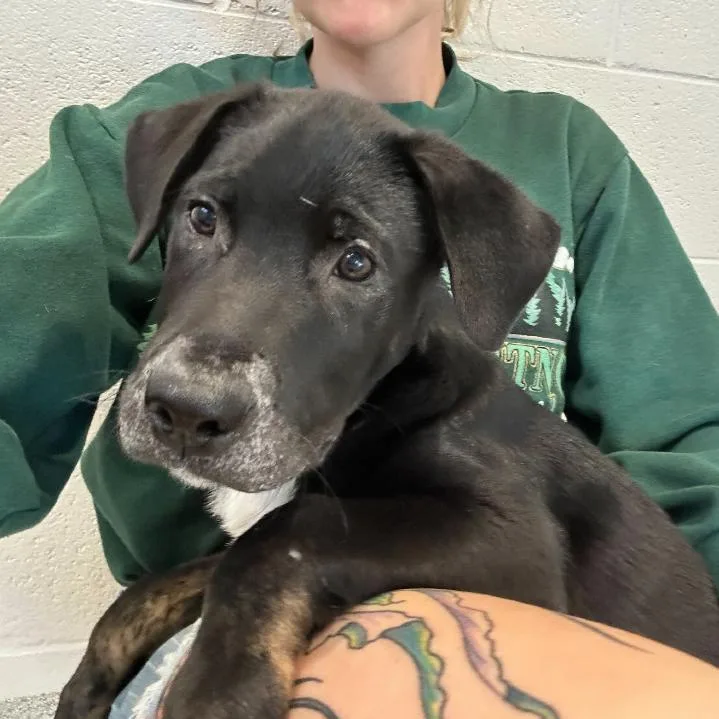 A baby small-sized male Brindle Shepherd dog named Jasper for adoption in Englewood, FL