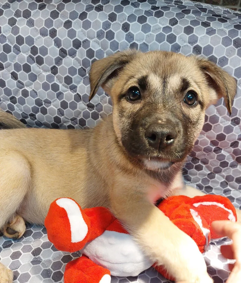 A baby medium-sized female Shiba Inu dog named Nicole for adoption in Sanford, FL