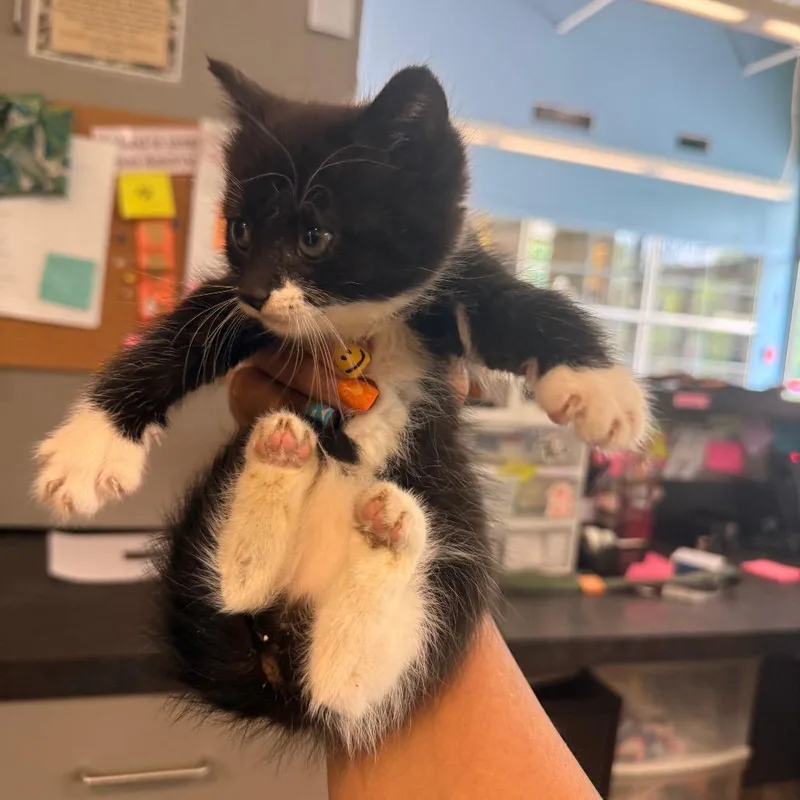 Dolly Purrton