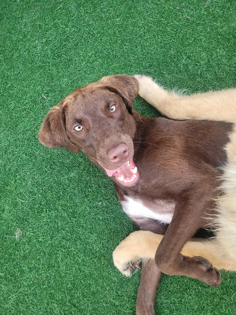 A young medium-sized female Brown / Chocolate Chocolate Labrador Retriever dog named Nola for adoption in Dallas, TX