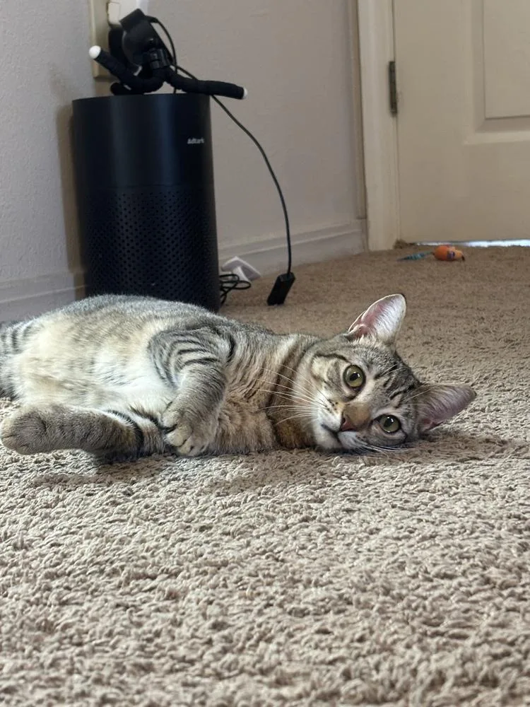 A young medium-sized female Domestic Short Hair cat named Rumi for adoption in Orlando, FL