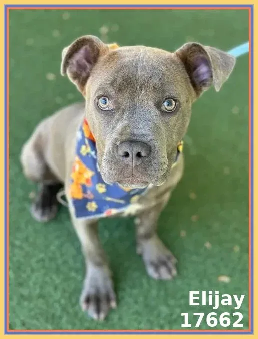 A baby medium-sized male Gray / Blue / Silver Pit Bull Terrier dog named Elijay for adoption in Marietta, GA