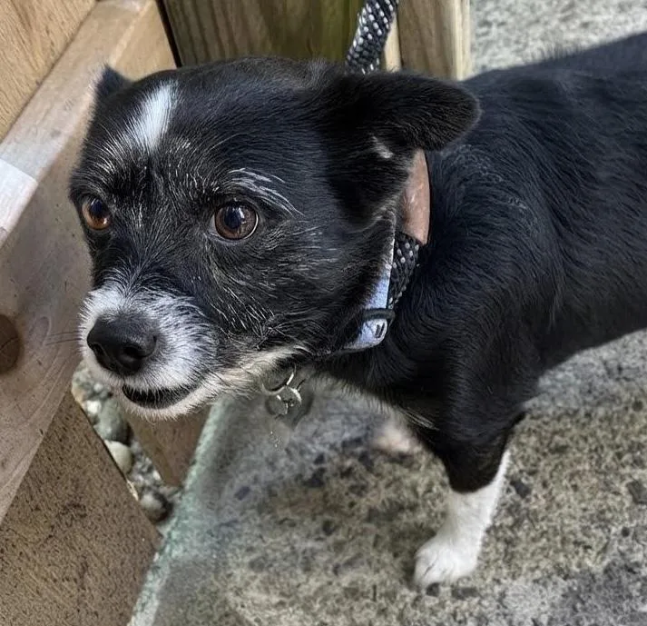 An adult small-sized female Chihuahua dog named Millicent for adoption in Cumming, GA