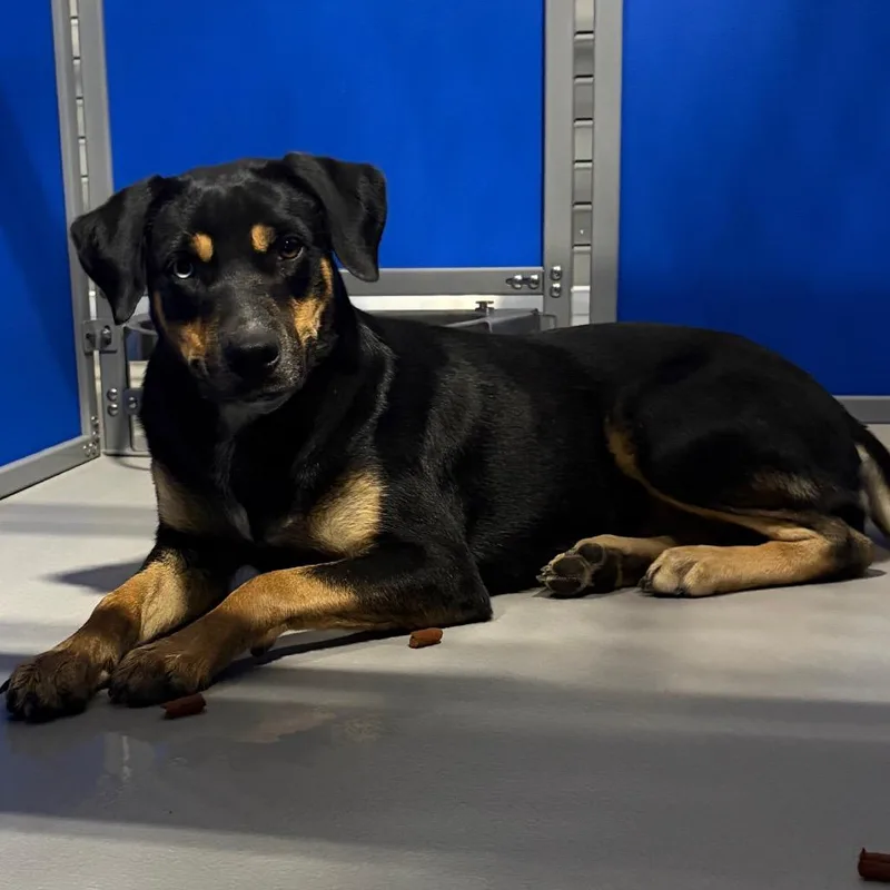 An adult medium-sized female Black Mixed Breed dog named Ivy KCAC for adoption in Kerrville, TX