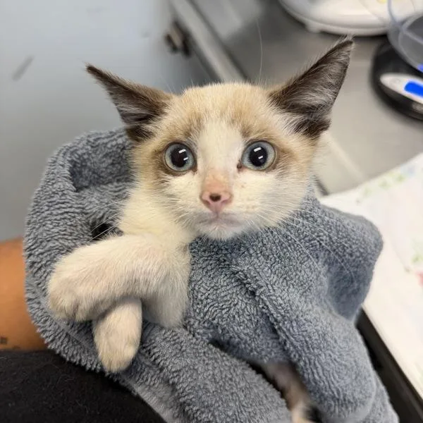 A baby small-sized male Domestic Short Hair cat named Astro for adoption in San Diego, CA