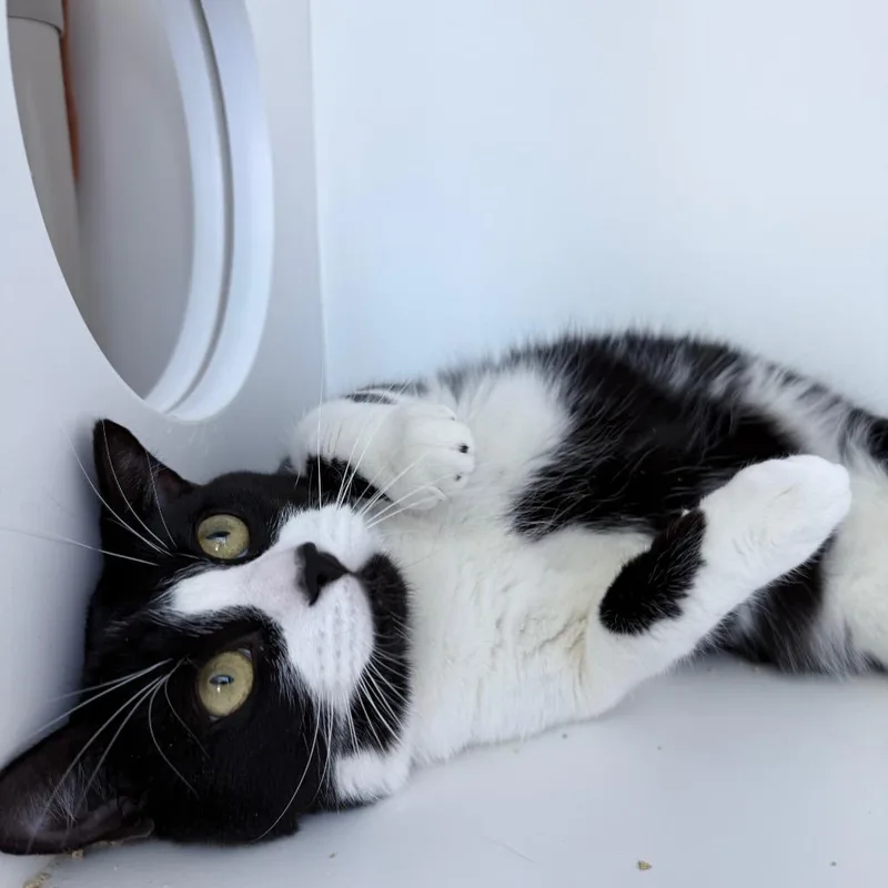 A young large-sized male Black Domestic Short Hair cat named Zuki for adoption in Warwick, RI